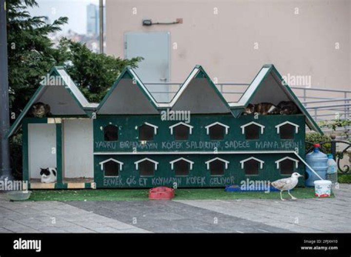 Are there any dog and cat homes in Battersea?