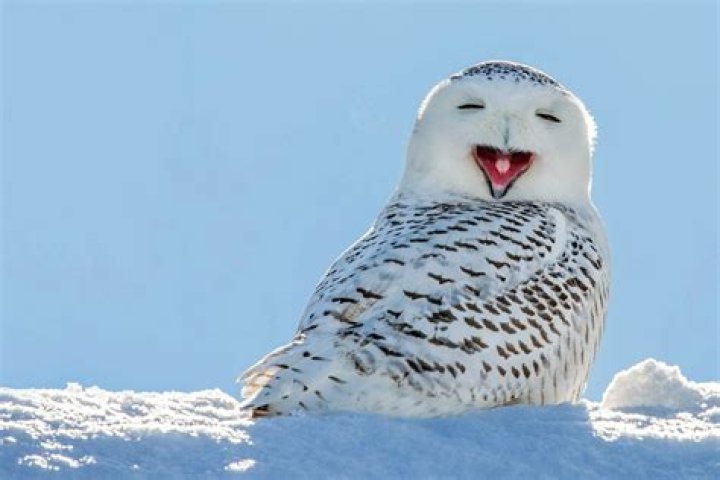 hat eats snowy owls? check it out – do polar bears eat snowy owls